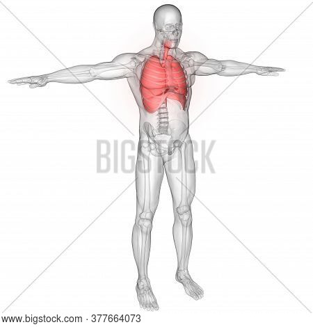 3d Illustration Concept Of Human Respiratory System Lungs With Diaphragm Anatomy