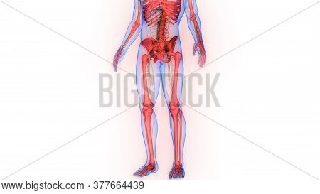 3d Illustration Concept Of Human Skeleton System Bone Joints Anatomy