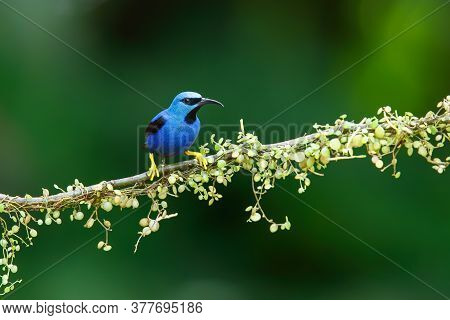 Shining Honeycreeper (cyanerpus Lucidus) Male Sitting On A Branch In The Rainforest Mear Boca Tapada