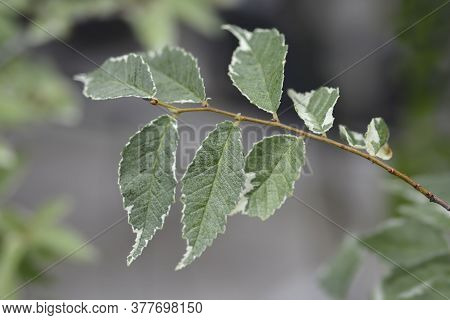 Small-leaved Elm Silvery Gem Branch - Latin Name - Ulmus Minor Silvery Gem
