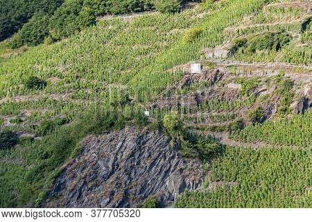 Scenic Vineyard As Structured Background At Leiwen, Trittenheim