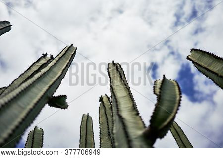 Close up of succulent green cactus at botanical garden