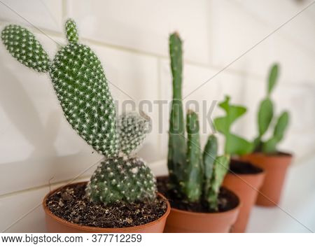 Variety Of Cactus Plants Such As Opuntia Microdasys, In Brown Plastic Containers Against A Beige Sub