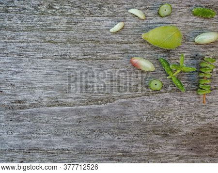 Variety Of Multiple Green Succulent Leaves ( Crassula, Sedum, Cotyledon, ...) Ready To Be Propagated