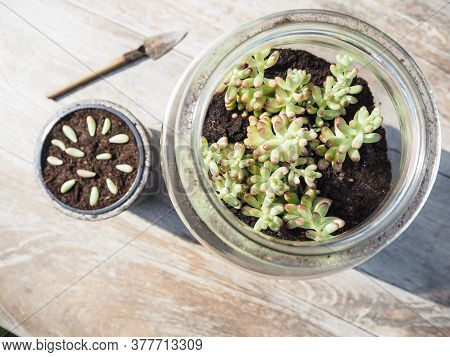 Wooden Table With A Big Glass Jar With A Succulent Sedum Rubrotinctum Rosea And A Small Pot With Cut