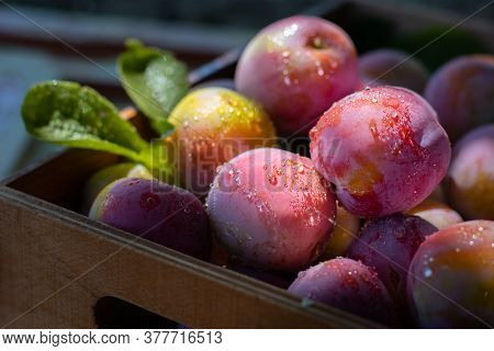 Fresh plums in wooden box, drops on fruit. Pink pulm with leaves, close shot. Food fruit Background. Summer postcard. Harvesting in the garden. Harvest of plum