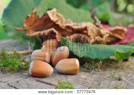 Hazelnuts และใบท