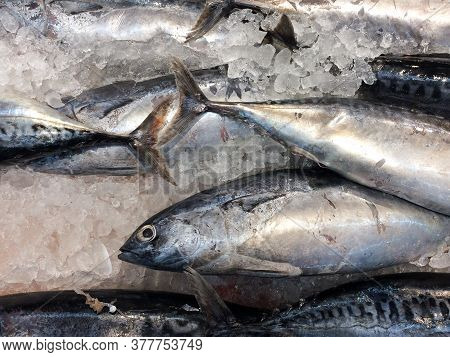 Baby Bonita Tuna Bullet Fish Whole Laid Out On White Ice At Market