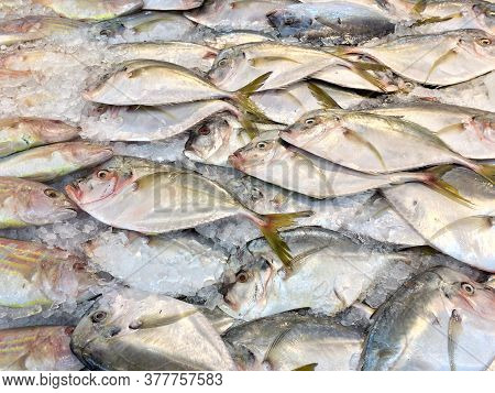 Fish Big Forehead Whole Laid Out On White Ice At Market