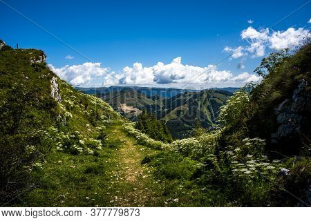Alpine Path With Flowers And Wild Fennel Monte Altissimo Di Nago, Above Lake Garda In Trento, Italy