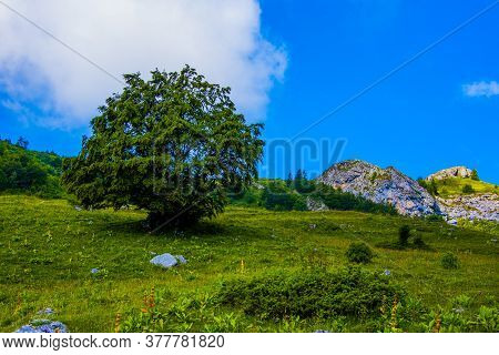 Trees Among Beautiful Green Meadows Blooming In Summer On Monte Altissimo Di Nago In Trento, Italy