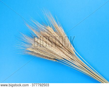 Spikelets Of Rye On A Blue Background. Simple Flat Lay. Harvest Concept. Stock Photo.