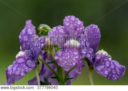 Close Up Of Purple Nemesia Flowers In Bloom