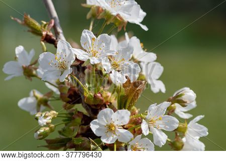 Close Up Of White Cherry Blossom In Bloom
