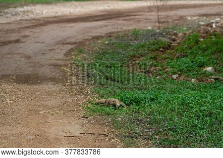 Monitor Lizard Or Bengal Monitor Or Common Indian Monitor Or Varanus Bengalensis In Monsoon Green Fo