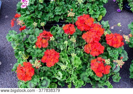 Many Red Pelargonium Flowers (commonly Known As Geraniums, Pelargoniums Or Storksbills) And Blurred 