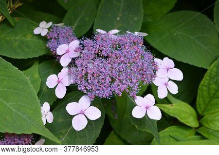 Shrub With Light Pink Flowers Of Viburnum Opulus Plant, Known As Guelder Rose, Water Elder, Cramp Ba
