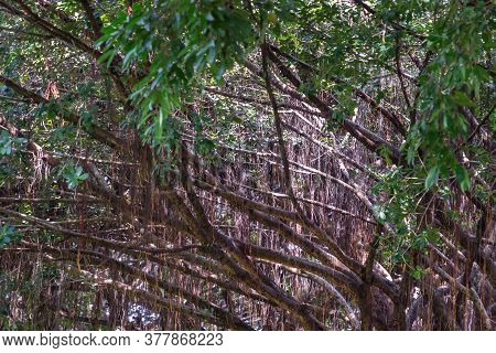 Detail Of Sunlight Passing Through Aerial Roots The Great Banyan Tree (ficus Benghalensis) Magnifice