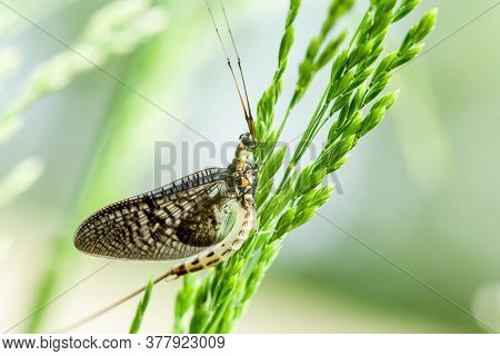 A Closeup Shot Of A Butterfly Sitting On A Green Plant