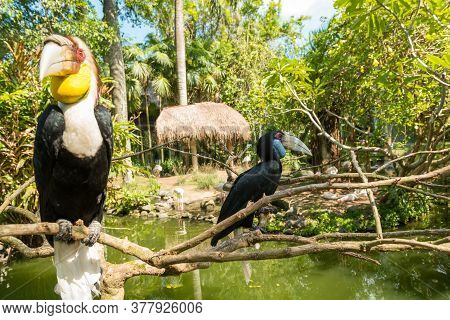 Sanur, Bali Indonesia - April 21, 2013: Lots Of Birds In Bali Bird Park Near Sanur
