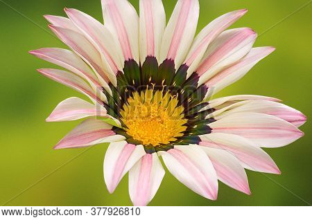 Close Up View Of Beautiful Purple And White Stripped Ghazania Flower With Yellow Color In The Center