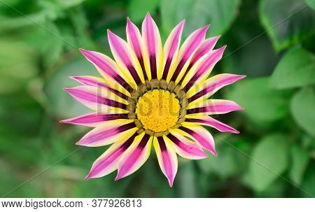 A Beautiful Pink And Yellow In The Center Gazania Flower On A Green Blur Background