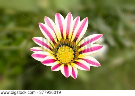 A View Of Ghazania Flower In Natural Background