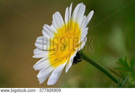 Single Yellow And White Color Chamomile Flower With A Stem On Blur Background