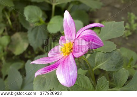 A View Of Single Flowered Dahlia In Natural Background