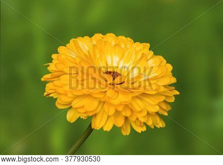 A View Of Calendula Flower On A Blur Background