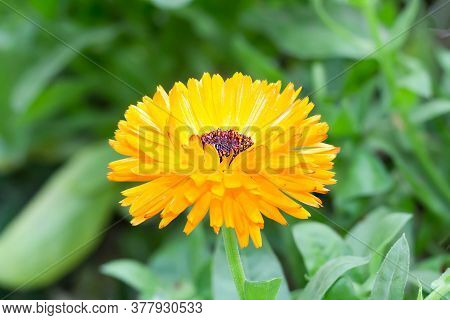 A Yellow Color Close Up View Of Calendula Flower In The Garden On Green Background