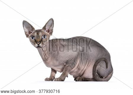 Young Adult Sphynx Cat, Laying Down Side Ways. Looking  At Camera  With Light Blue Eyes. Isolated On
