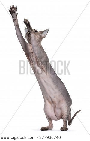 Young Adult Sphynx Cat, Standing On Hind Paws Stetched Out To Catch Something. Looking Up With Light