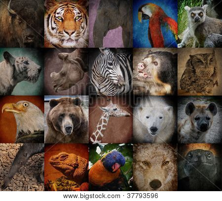 why are tigers disapperaing why are tigers disapperaing