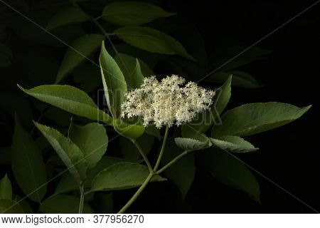 Gentle Light Isolates The Many Clean White And Cream Elderberry Flowers That Make Up This Elderberry