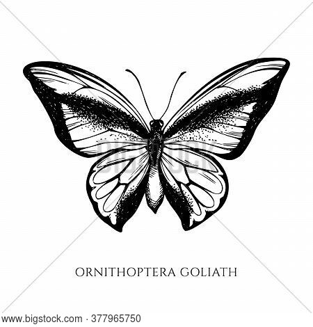 Vector Set Of Hand Drawn Black And White Swallowtail Butterfly Stock Illustration