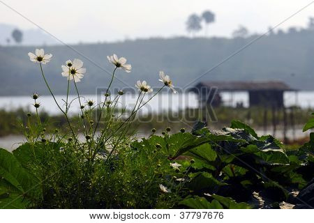 weiÃŸe Blumen 1