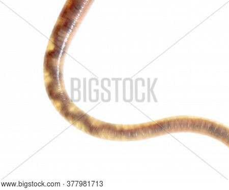 Earthworm Isolated On A White Background. Macro