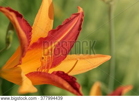 Macro Of Blooming Day-lily Flower Or Hemerocallis Flower In Sunny Day. Orange Hemerocallis Fulva On 