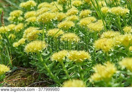 Rhodiola Rosea