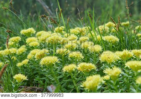 Rhodiola Rosea