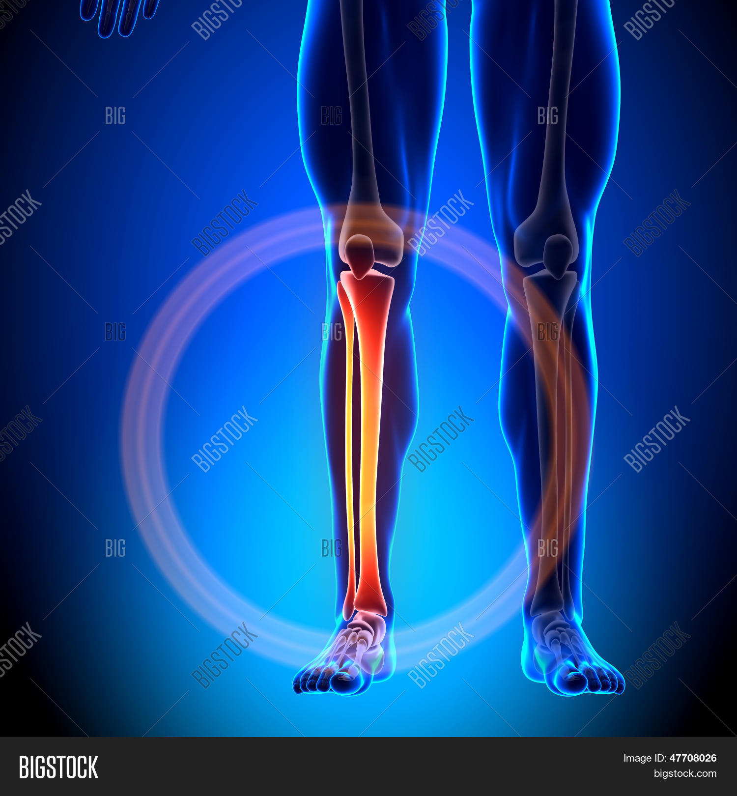 Tibia / Fibula Calf Image & Photo (Free Trial) Bigstock