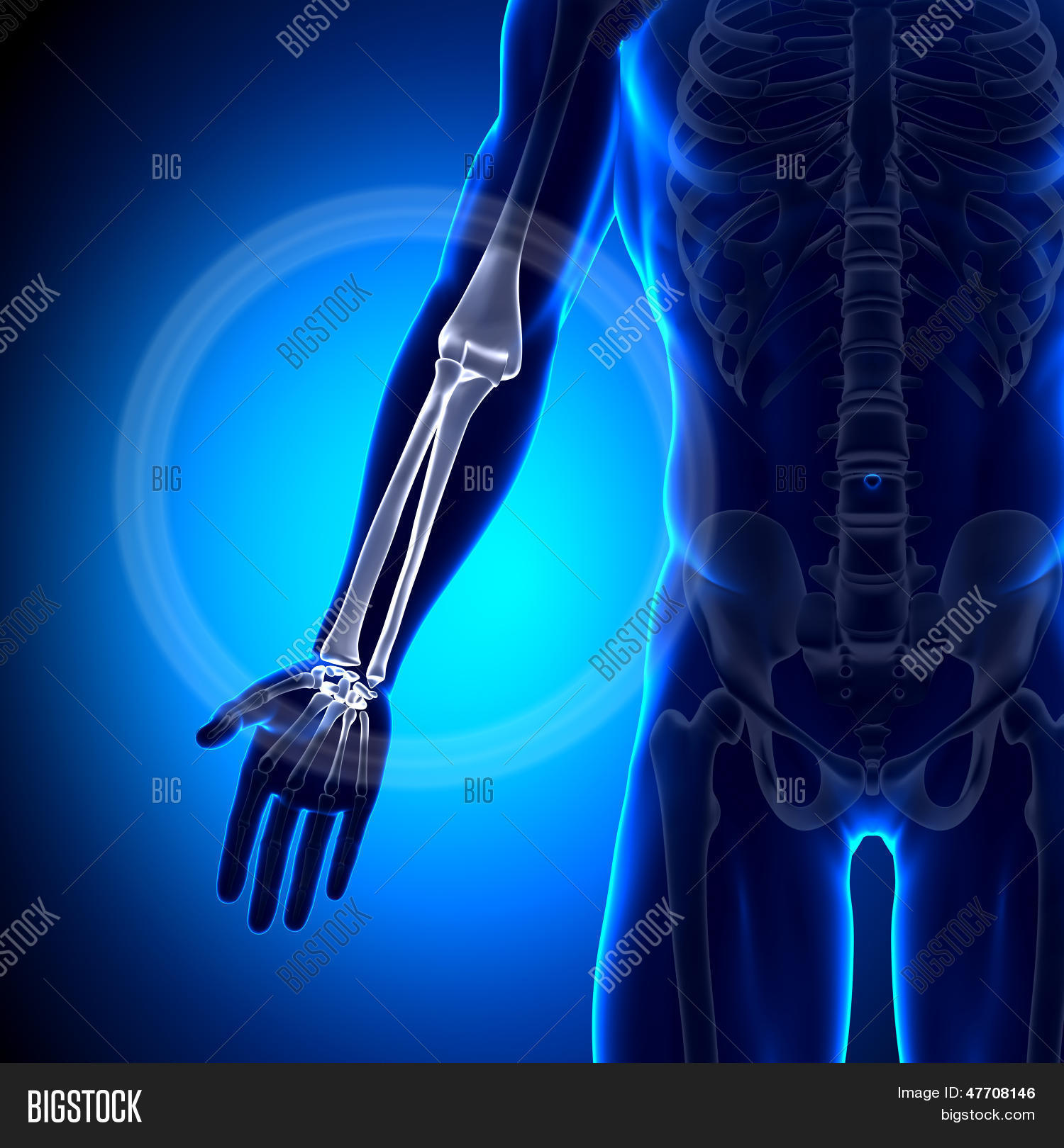 From Styloid Process To Olecranon: Conquer Ulna Anatomy - 6hzwrle