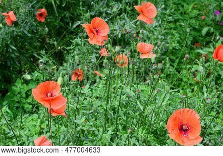 The Red Poppy (papaver Rhoeas) Is The Symbol Of Remembrance And Was Famously Mentioned In The Popula