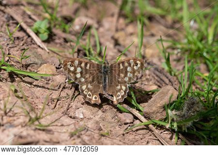 Close Up Of A Speckled Wood (pararge Aegeria) Butterfly