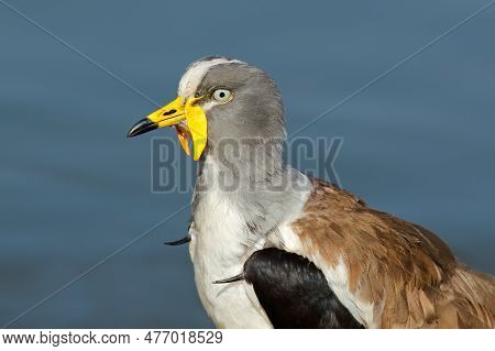Portrait Of A White-crowned Lapwing (vanellus Albiceps), Kruger National Park, South Africa