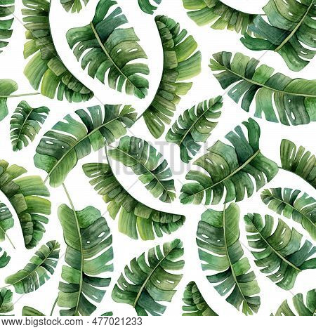 Tropical Palm Leaves Watercolor Seamless Pattern On White Background With Green Jungle Plants. Hand 