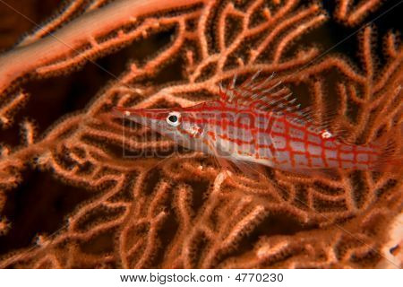 Longnose Hawkfish