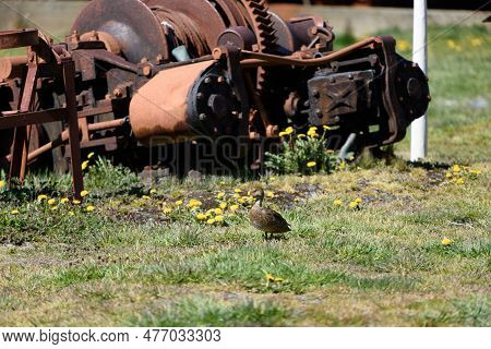 Endemic Pintail Duck Near Abandoned Whaling Equipment In Grytviken, South Georgia - Famous Location 