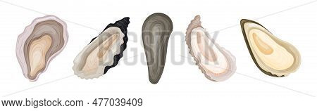 Oyster As Salt-water Bivalve Molluscs And Marine Delicacy Vector Set